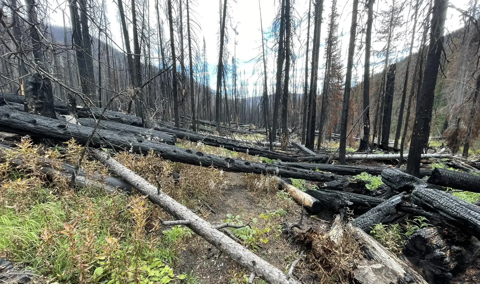 Pasayten burn zone